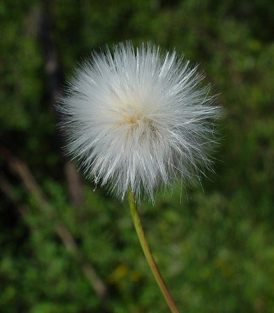 Sonchus_arvensis_fruits.jpg