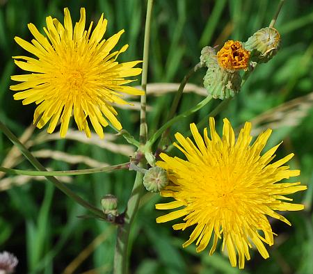 Sonchus_arvensis_heads.jpg