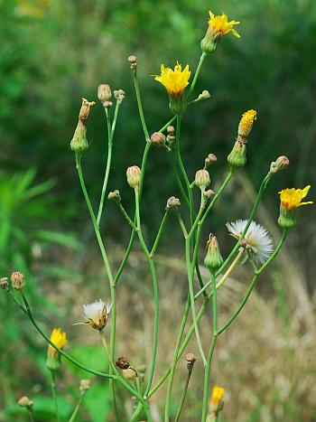 Sonchus_arvensis_inflorescence.jpg