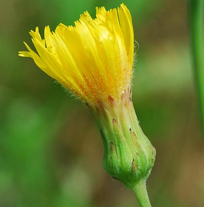 Sonchus_arvensis_involucre.jpg