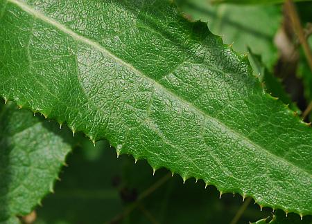 Sonchus_arvensis_leaf1.jpg