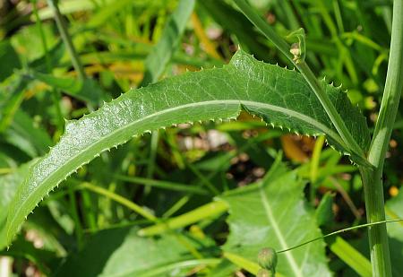 Sonchus_arvensis_leaf1a.jpg