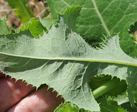 Sonchus_arvensis_leaf2.jpg