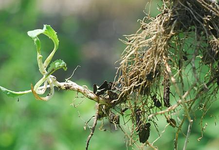 Sonchus_arvensis_offset.jpg