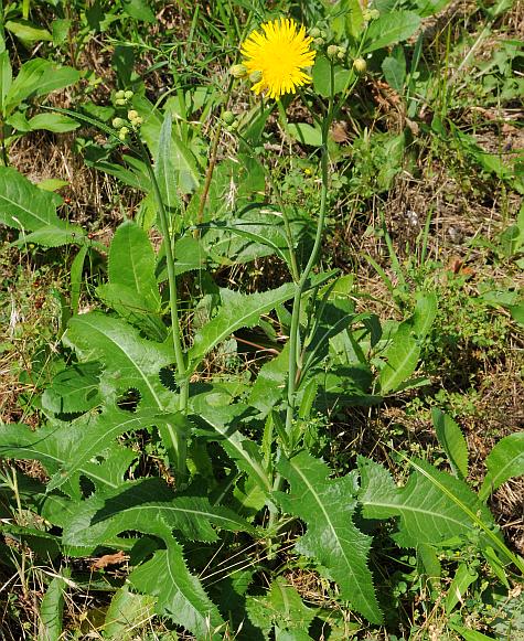 Sonchus_arvensis_plant.jpg