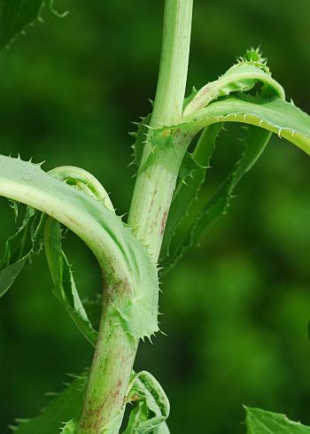 Sonchus_arvensis_stem.jpg