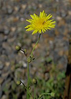 Sonchus arvensis thumbnail