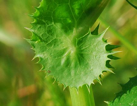 Sonchus_asper_auricle.jpg