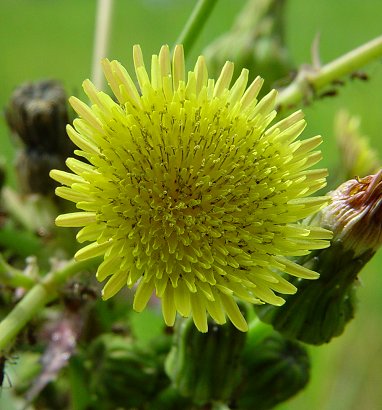 Sonchus_asper_flowers.jpg