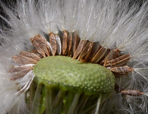 Sonchus_asper_fruits1.jpg