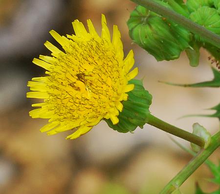 Sonchus_asper_head.jpg