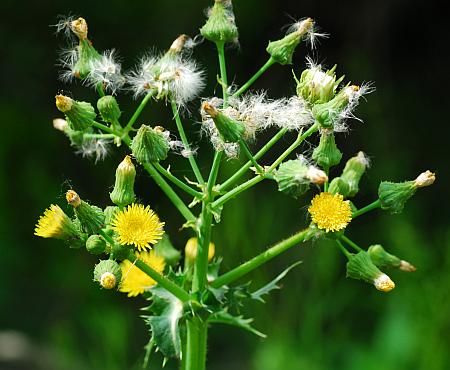 Sonchus_asper_inflorescence.jpg