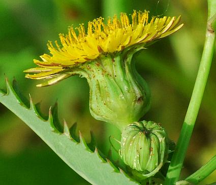 Sonchus_asper_involucre.jpg