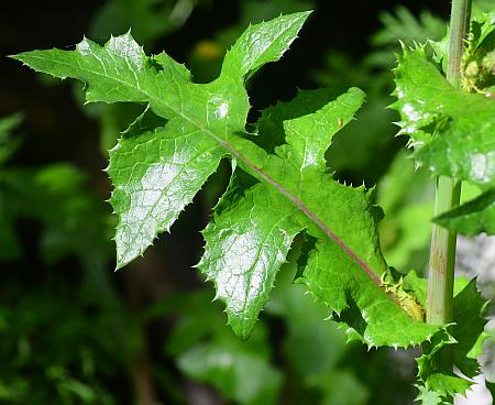 Sonchus_asper_leaf1.jpg