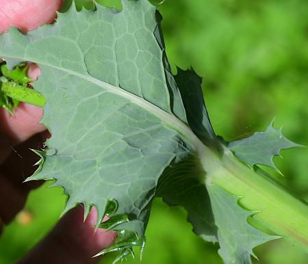 Sonchus_asper_leaf2.jpg