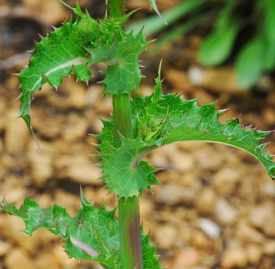 Sonchus_asper_leaves.jpg