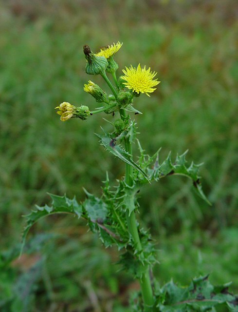 Sonchus_asper_plant.jpg