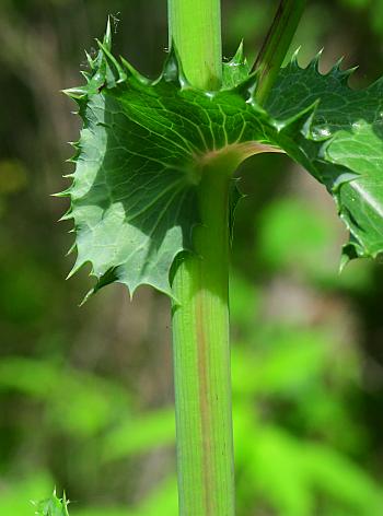 Sonchus_asper_stem.jpg