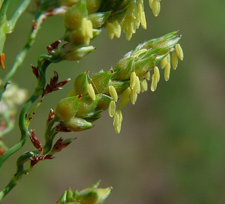 Sorghum_bicolor_flowers.jpg