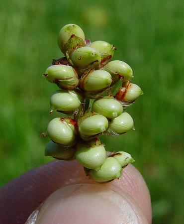 Sorghum_bicolor_fruit.jpg