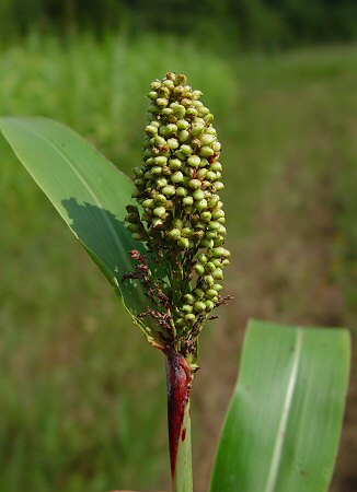 Sorghum_bicolor_infructescence.jpg