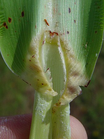 Sorghum_bicolor_ligule.jpg