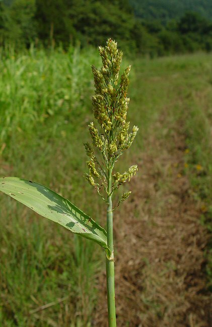 Sorghum_bicolor_plant.jpg