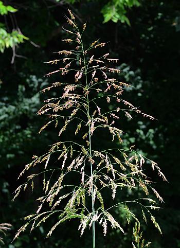 Sorghum_halepense_inflorescence1.jpg