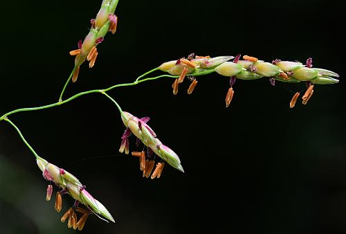 Sorghum_halepense_inflorescence2.jpg