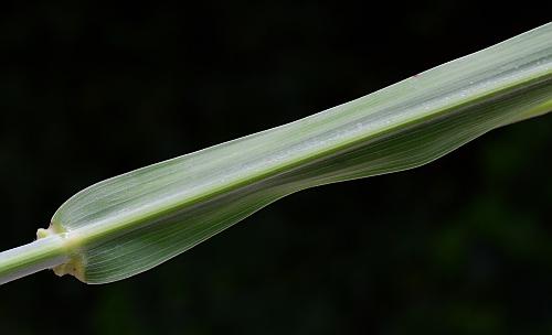 Sorghum_halepense_leaf2.jpg