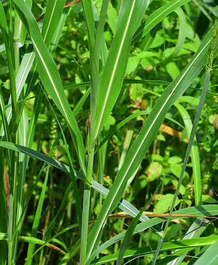 Sorghum_halepense_leaves.jpg