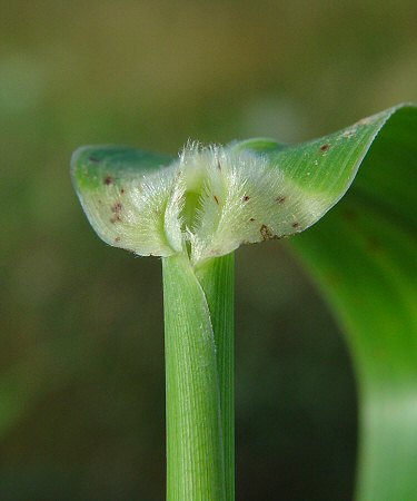 Sorghum_halepense_ligule.jpg