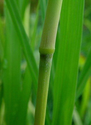 Sorghum_halepense_node.jpg