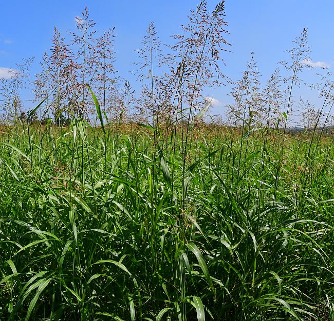 Sorghum_halepense_plant.jpg