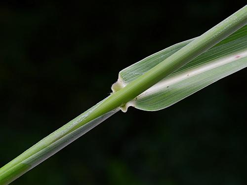 Sorghum_halepense_sheath.jpg