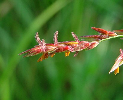 Sorghum_halepense_spikelets1.jpg