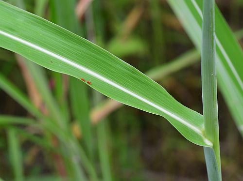 Sorghum_halepense_stem.jpg