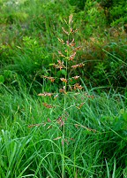 Sorghum halepense thumbnail