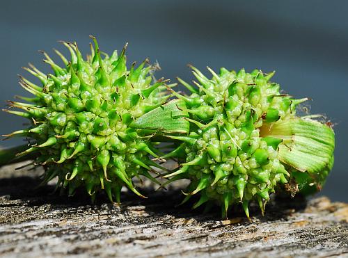 Sparganium_americanum_fruits1.jpg