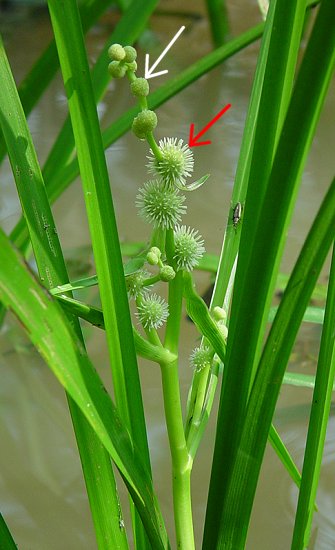 Sparganium_americanum_inflorescence.jpg