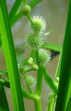 Sparganium americanum thumbnail