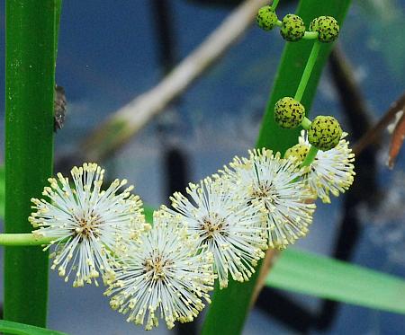 Sparganium_eurycarpum_flower1.jpg