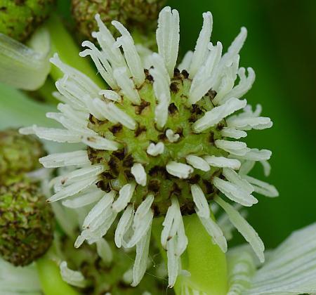 Sparganium_eurycarpum_flower2.jpg