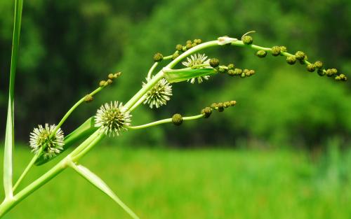 Sparganium_eurycarpum_inflorescence.jpg