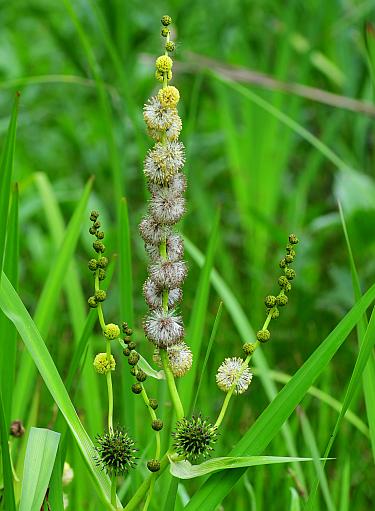 Sparganium_eurycarpum_inflorescence2.jpg