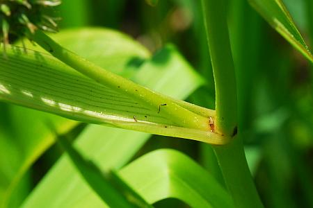 Sparganium_eurycarpum_leaf.jpg