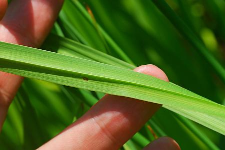 Sparganium_eurycarpum_leaf2.jpg