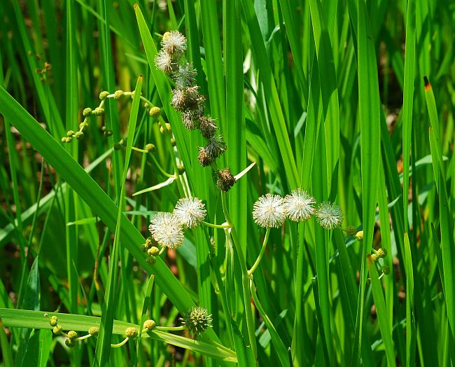 Sparganium_eurycarpum_plant.jpg