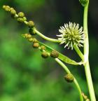 Sparganium eurycarpum thumbnail