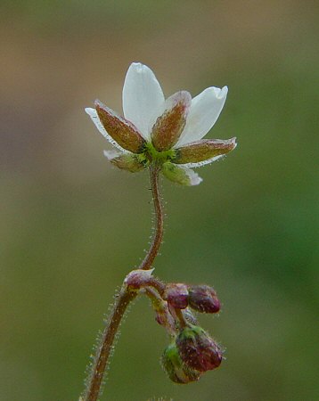 Spergula_arvensis_calyx.jpg